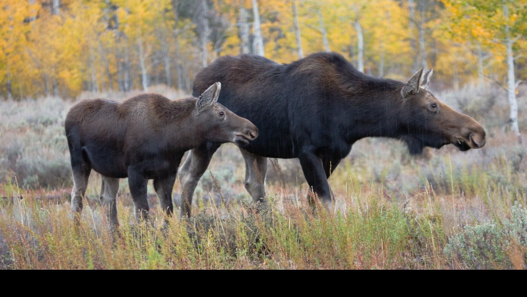 male and female moose