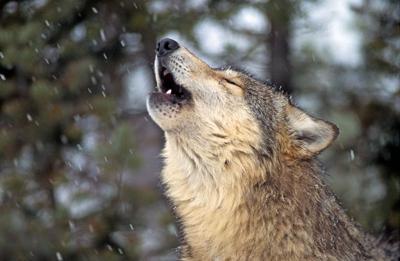 Gray wolf howling in snowy woods Photo Credit: KeithSzafranski (iStock).