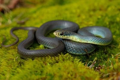 9 Snakes You’ll Find in Colorado