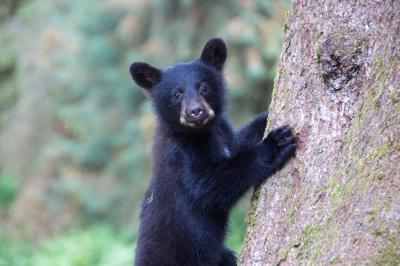 Black Bear Cub in Tree Photo Credit: sarkophoto (iStock).