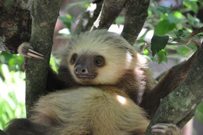 Young two-toed sloth Photo Credit: wekeli (iStock).