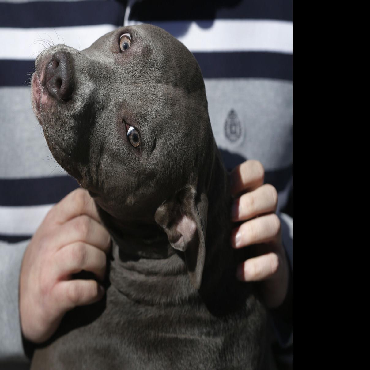 Aurora City Council Will Decide The Fate Of The City S Pit Bull Ban Without Public Vote Government Denvergazette Com Anche se può sembrare strano vista la sua reputazione, la storia del pitbull ha origine nelle fattorie come cane. pit bull ban without public vote