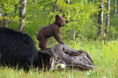 File photo of a black bear cub. Photo Credit: jimkruger (iStock).