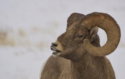 Wild Bighorn Sheep in the Winter at Christmas in the Grand Tetons National Park and Yellowstone National Park USA