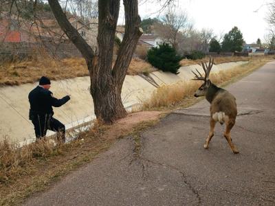 Urban hunt to control deer population in Colorado city tabled – for now
