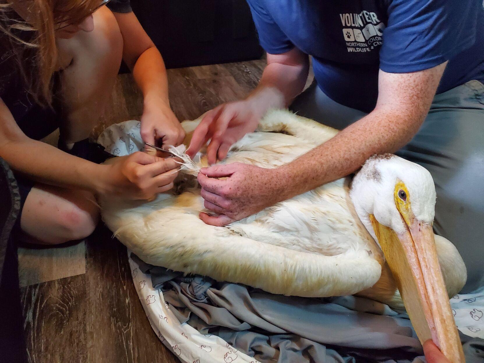 Pelican found debilitated by fishing litter at Colorado lake