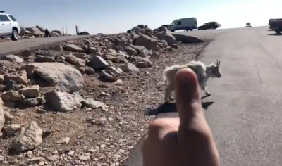 This image shows someone using the 'rule of thumb' tactic to demonstrate that they are too close to the mountain goat in the frame. Photo Credit: Colorado Parks and Wildlife, screenshot from video found below.