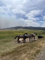Colorado ranchers scramble to move cattle as Elk, Lee fires burn in Rio Blanco County