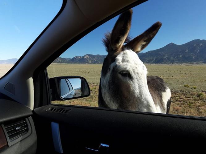 Visitors warned about roaming donkeys at Colorado state park