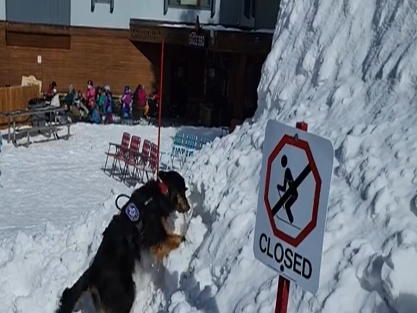 Everything You Ever Wanted To Know About Ski Patrol Avalanche Dogs