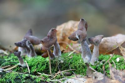 6 Highly Dangerous Mushrooms Found Lurking in Colorado