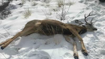 Discovery of dead deer shows danger of feeding wildlife