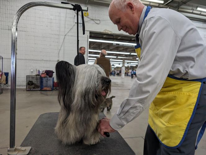Denver Dog Show 2025