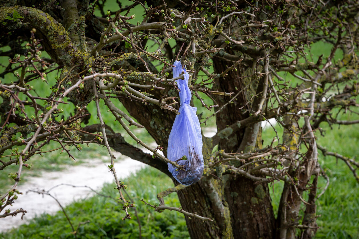 Dog poop shop bags in trees