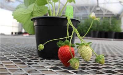 US companies unveil gene-edited strawberries, improving freshness and reducing waste