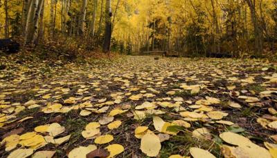 Could widespread moisture-fueled fungus ruin fall colors in Colorado?