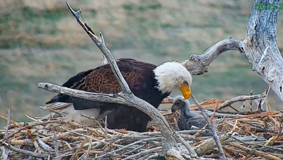 Screen capture from the Standley Lake Eagle Cam hosted by the City of Westminster.