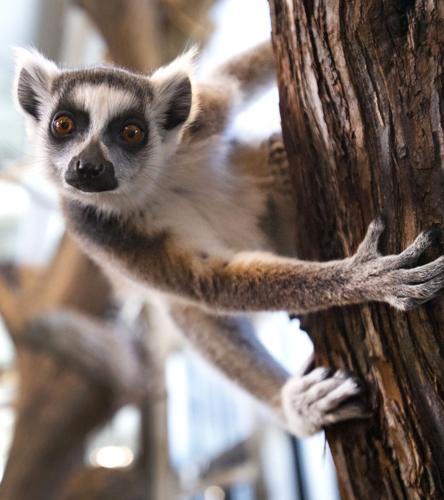 Cheyenne Mountain Zoo ranked third-best zoo in North America | Denver Metro News Cheyenne Mountain Zoo ranked third-best zoo in North America | Denver Metro News