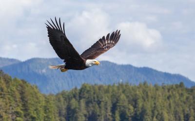 A bald eagle in flight. Photo Credit: davemantel (iStock).