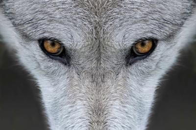 Wolf eyes Photo Credit: gnagel (iStock).