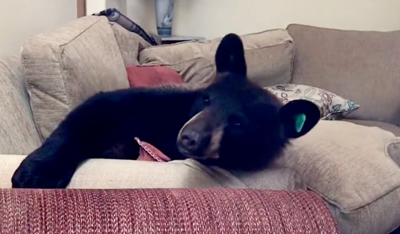 A bear on a couch in a Colorado Springs home. Image: Screenshot from video courtesy of Colorado Parks and Wildlife. Find full video below.