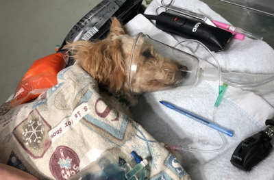 dog
