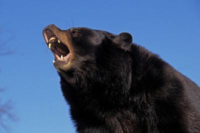 An American Black Bear. File photo. Photo Credit: slowmotiongli (iStock).