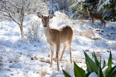 A young female white-tailed deer stand still in the snow on a winter's day in the forest. Photo Credit: Gunther Fraulob (iStock).