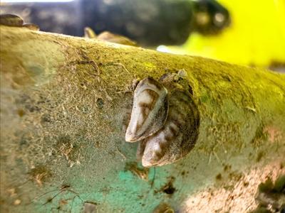 Quagga mussels found on the recently stopped boat. Photo: Colorado Parks and Wildlife.