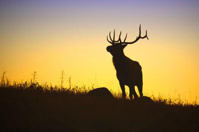 CPW big-game license applications open March 1 | Environment ...