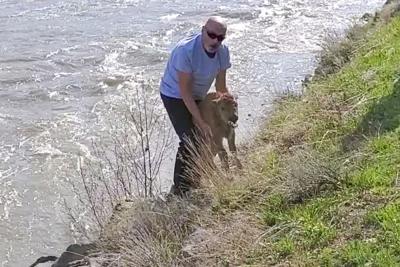 An unidentified white male in his 40-50's, wearing a blue shirt and black pants, approached a newborn bison calf in Lamar Valley near the confluence of the Lamar River and Soda Butte Creek. Image: Hellen Jack, shared via Yellowstone National Park/Nation...