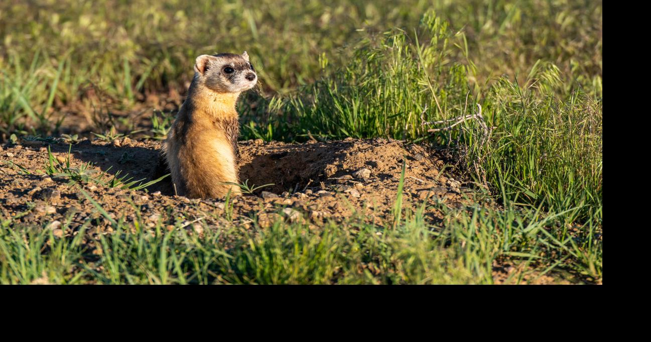 ‘Specialised predator’ species of Colorado confronted near-extinction two times | OutThere Colorado