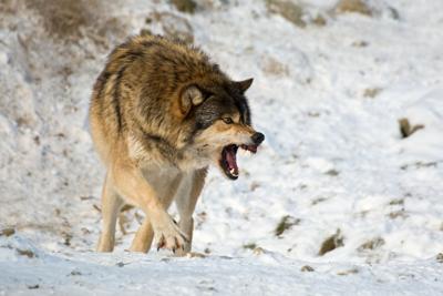 wolf attack