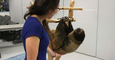 Here’s How You Can Meet a Sloth in Denver this Weekend