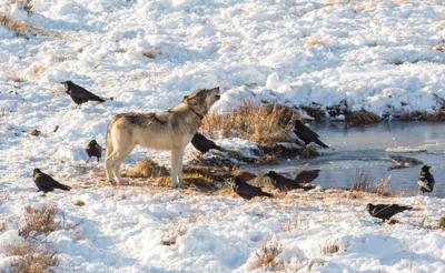 Wolves at Blacktail Pond