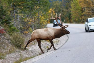 Bull Elk Photo Credit: Spondylolithesis (iStock).
