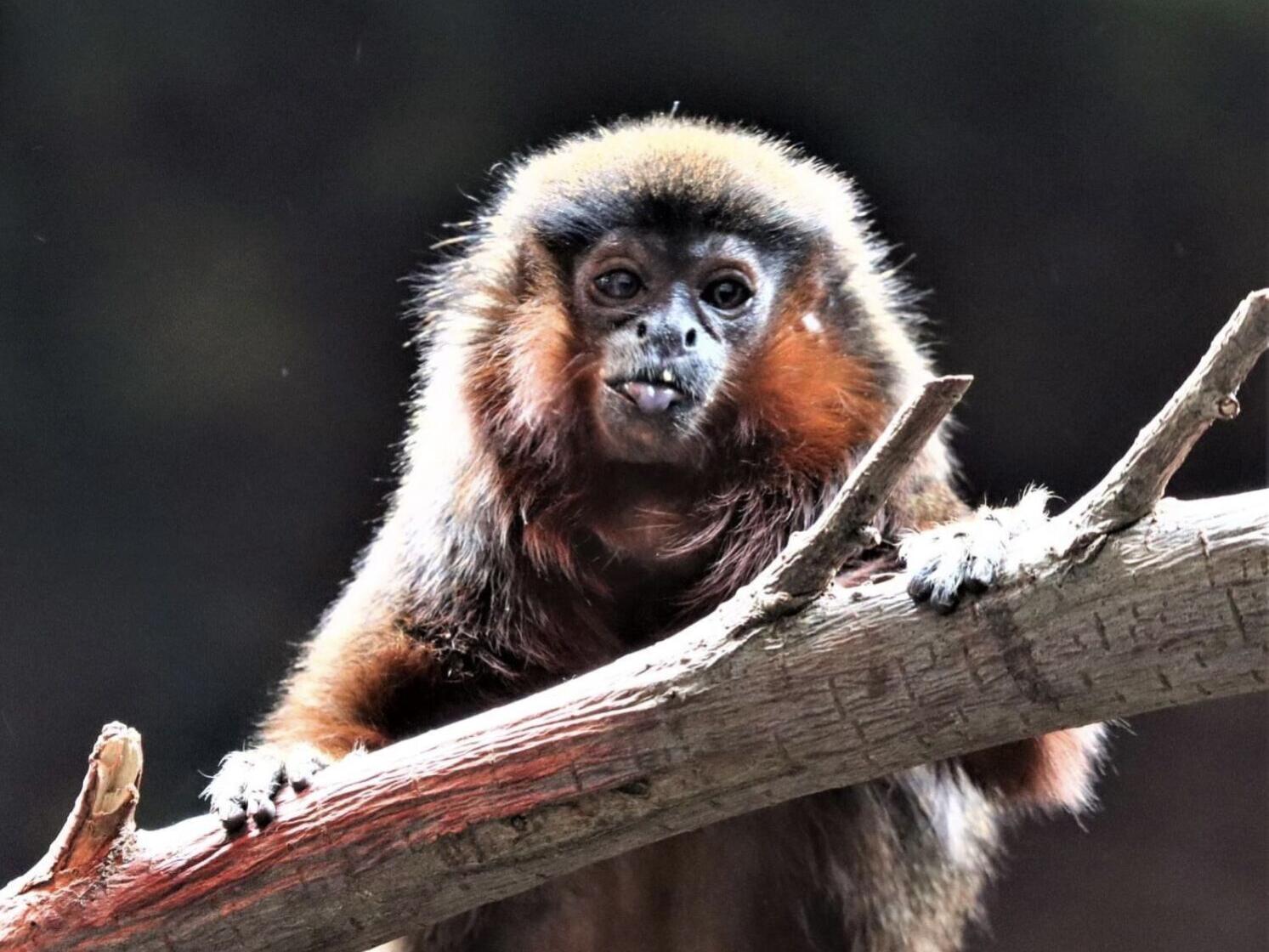 North America's oldest titi monkey, Cinnamon, dies at Denver Zoo