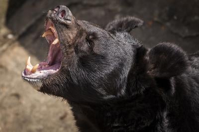 Roaring black bear