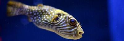 SEE IT: Puffer fish undergoes cataract surgery at Ohio zoo