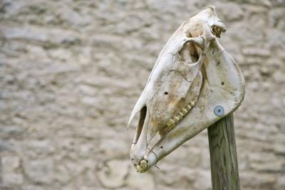 Horse skull Photo Credit: aloha_17 (iStock).