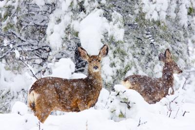 Colorado Mule Deer in the Rocky Mountain Winter Snow Photo Credit: SWKrullImaging (iStock).