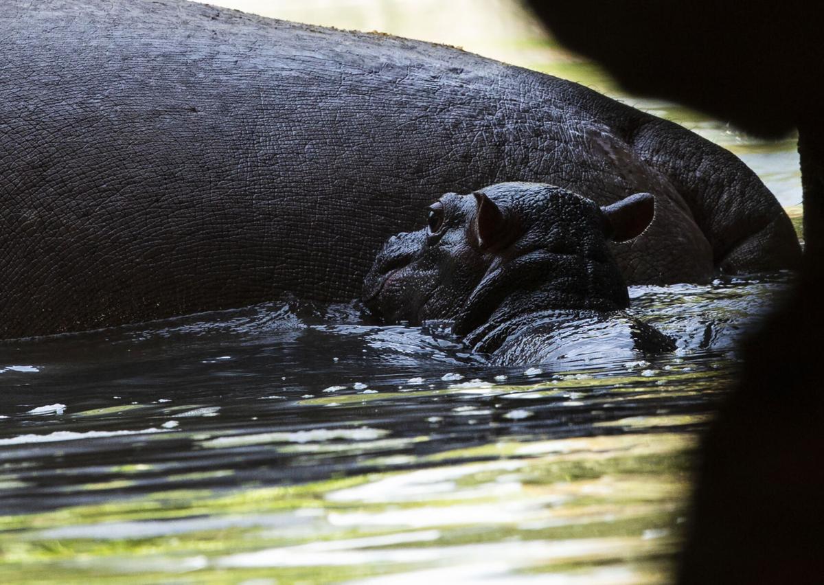 bouncing hippo