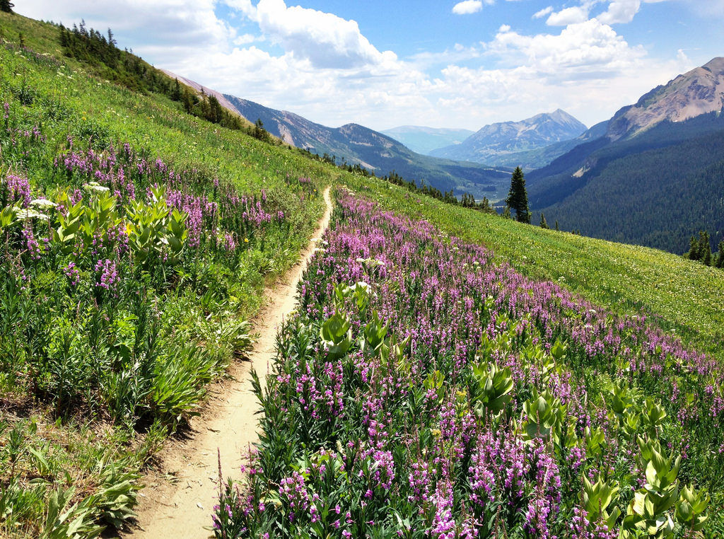 Find Colorado wildflowers at their peak - UCHealth Today