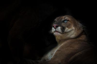 Mountain lion looking up on outside isolated black