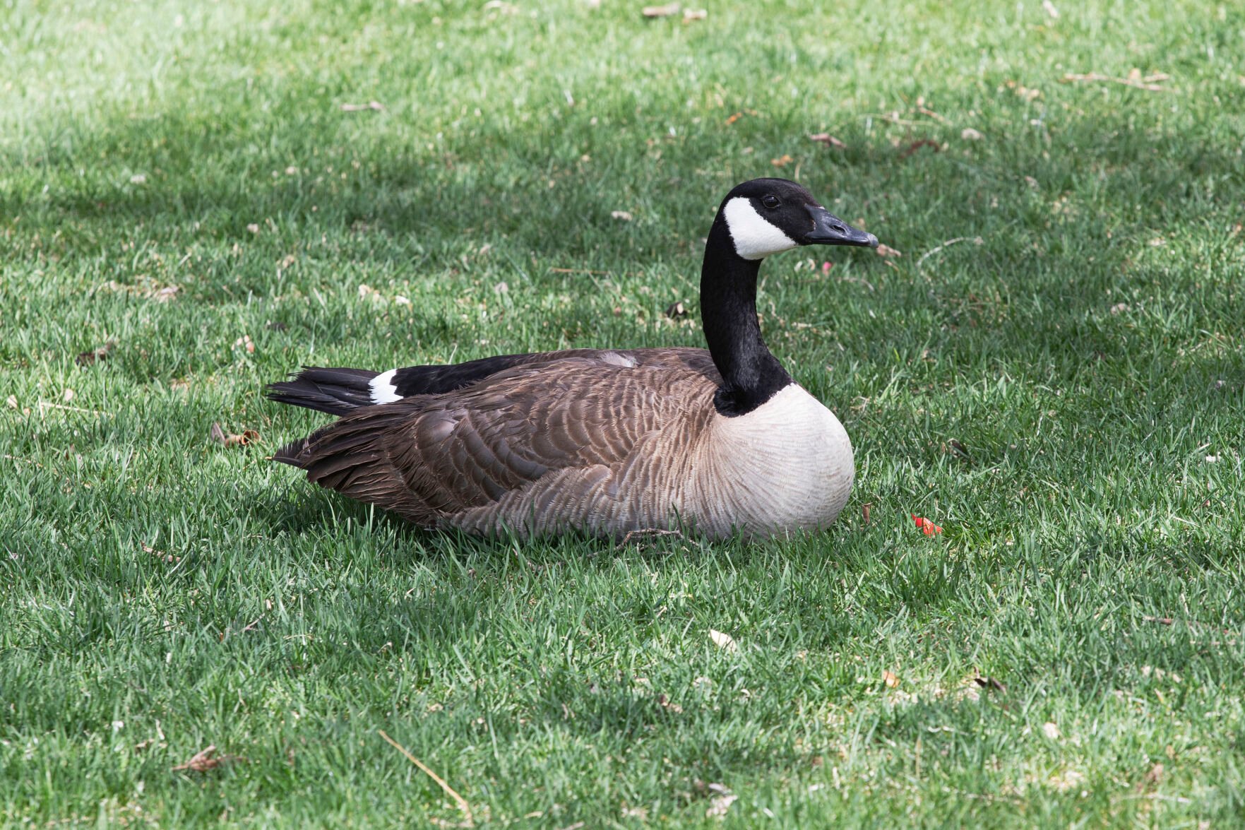 Canada goose hotsell 750 years