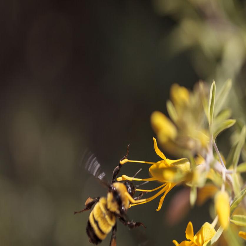 Western Bumble Bee