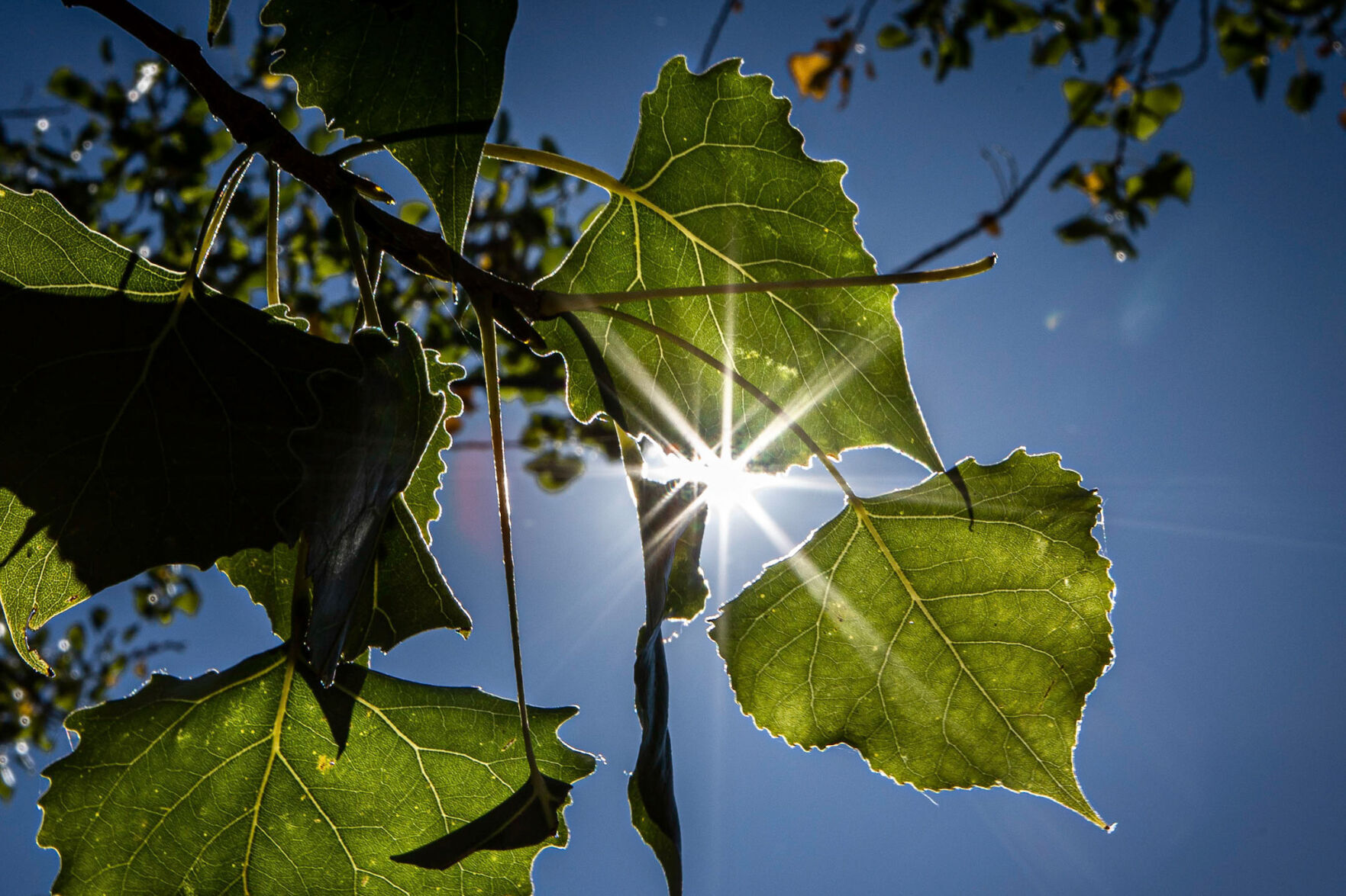 Denver Weather: Sunny And Warm, Weekend Showers Possible | News ...