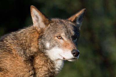 The Red Wolf (Canis rufus) is the world's most endangered canine. It is a uniquely American wolf, with its entire historical range limited to within the eastern United States. The red wolf subspecies is the product of an ancient genetic mix between the ...