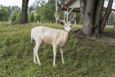 White young dear with antlers in the park, green glass on background.