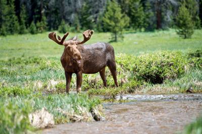 Why the booming moose population is problematic in Rocky Mountain National Park